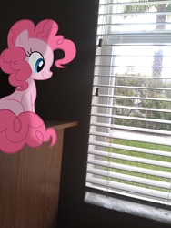 Size: 1205x1600 | Tagged: safe, pinkie pie, earth pony, pony, g4, irl, photo, ponies in real life, vector