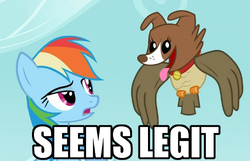 Size: 500x322 | Tagged: safe, owlowiscious, rainbow dash, winona, g4, allpet, collar, dog collar, flying, freak of nature, image macro, pets, seems legit, tongue out