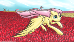 Size: 2000x1143 | Tagged: safe, artist:smockhobbes, fluttershy, pony, g4, female, flower, solo, tulip