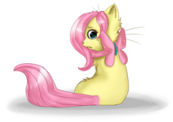 Size: 5000x3527 | Tagged: safe, artist:rizusaur, fluttershy, cat, g4, catified, simple background, solo, species swap, transparent background