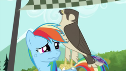 Size: 640x360 | Tagged: safe, screencap, rainbow dash, falcon, peregrine falcon, pony, g4, may the best pet win, rainbow dash is best facemaker