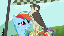 Size: 640x360 | Tagged: safe, screencap, rainbow dash, falcon, peregrine falcon, pony, g4, may the best pet win, rainbow dash is best facemaker