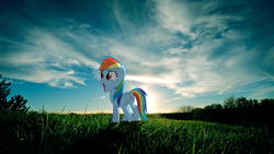 Size: 1920x1080 | Tagged: safe, artist:destructodash, rainbow dash, pegasus, pony, g4, female, grass, grass field, irl, mare, photo, ponies in real life, solo