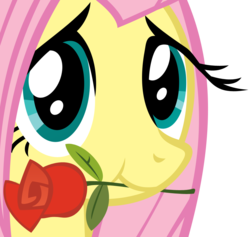 Size: 975x926 | Tagged: safe, artist:sociox, fluttershy, pegasus, pony, g4, female, mare, mouth hold, no more ponies at source, rose, simple background, solo, transparent background, vector