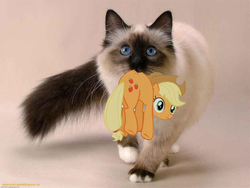 Size: 1024x768 | Tagged: safe, applejack, cat, pony, g4, carrying, irl, photo, ponies in real life, vector