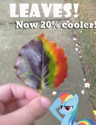 Size: 458x600 | Tagged: safe, rainbow dash, g4, hand, leaf, photo