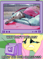 Size: 563x771 | Tagged: safe, fluttershy, deer, pony, g4, car, dead, exploitable meme, meme, tv meme