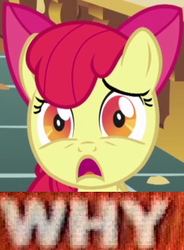 Size: 227x309 | Tagged: safe, apple bloom, earth pony, pony, g4, female, image macro, meme, reaction image, solo, why.jpg