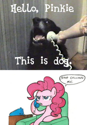 Size: 472x678 | Tagged: safe, pinkie pie, dog, g4, exploitable meme, irl dog, meme, phone, phone meme