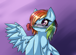 Size: 420x306 | Tagged: safe, artist:pyrogeists, rainbow dash, g4, blushing, chest fluff, rose