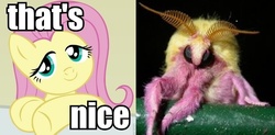 Size: 809x399 | Tagged: safe, fluttershy, moth, g4, fluttermoth, image macro, rosy maple moth, that's nice