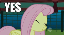 Size: 1440x805 | Tagged: safe, fluttershy, g4, image macro, yes