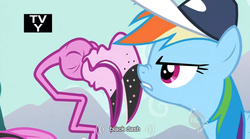 Size: 634x352 | Tagged: safe, screencap, rainbow dash, flamingo, pony, g4, may the best pet win, season 2, coach rainbow dash, hub logo, logo, the hub, tv rating, youtube caption