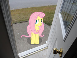 Size: 900x675 | Tagged: safe, artist:johsmen, fluttershy, pony, g4, irl, photo, ponies in real life, vector