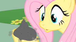 Size: 640x355 | Tagged: safe, screencap, fluttershy, philomena, pony, a bird in the hoof, g4, ash, caption, youtube caption