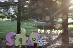 Size: 2464x1632 | Tagged: safe, artist:oppositebros, angel bunny, fluttershy, pony, g4, apple, irl, photo, ponies in real life, text, trampoline