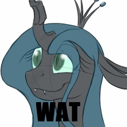 Size: 500x500 | Tagged: dead source, safe, artist:kyroking, queen chrysalis, changeling, changeling queen, g4, female, image macro, reaction image, solo, wat