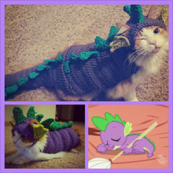 Size: 1024x1024 | Tagged: safe, artist:lillybearbutt, spike, cat, g4, animal, cosplay, irl, pet, photo