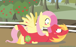 Size: 1800x1122 | Tagged: safe, artist:bobthelurker, big macintosh, fluttershy, earth pony, pony, g4, blush sticker, blushing, female, male, mare, on back, on top, ship:fluttermac, shipping, spread wings, stallion, straight, wingboner, wings