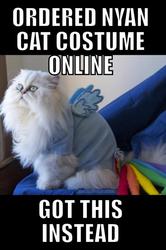 Size: 600x901 | Tagged: safe, rainbow dash, cat, g4, cosplay, image macro, irl, photo, rainbow cat