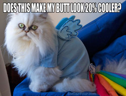Size: 1600x1220 | Tagged: safe, rainbow dash, cat, g4, cosplay, image macro, irl, photo, rainbow cat