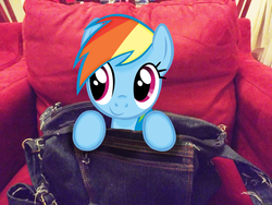 Size: 4288x3216 | Tagged: safe, artist:missbeigepony, rainbow dash, pony, g4, bag, chair, irl, photo, ponies in real life, vector