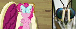 Size: 1847x720 | Tagged: safe, pinkie pie, butterfly, g4, nightmare fuel, reference, spongebob squarepants, wormy