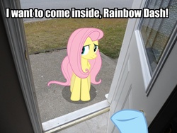 Size: 900x675 | Tagged: safe, fluttershy, rainbow dash, pony, g4, exploitable meme, image macro, irl, iwtcird, meme, photo, ponies in real life, punctuation, vector