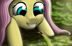 Size: 2780x1787 | Tagged: safe, artist:princesssaros, fluttershy, ladybug, pony, g4, female, solo