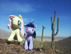 Size: 3264x2448 | Tagged: safe, artist:ponyplush, fluttershy, twilight sparkle, pegasus, pony, unicorn, g4, cactus, desert, duo, front view, irl, outdoors, photo, plushie, unicorn twilight
