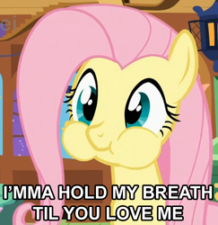 Size: 668x688 | Tagged: safe, fluttershy, g4, bronybait, caption, cute, holding breath, puffy cheeks, shyabetes