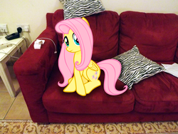 Size: 4288x3216 | Tagged: safe, artist:missbeigepony, fluttershy, pony, g4, couch, irl, photo, pillow, ponies in real life, vector
