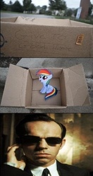 Size: 264x500 | Tagged: safe, rainbow dash, pegasus, pony, fanfic:my little dashie, g4, agent smith, dashie meme, evil people finding dash meme, exploitable meme, meme, the matrix