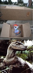 Size: 265x590 | Tagged: safe, rainbow dash, dinosaur, pegasus, pony, velociraptor, fanfic:my little dashie, g4, dashie meme, evil people finding dash meme, exploitable meme, jurassic park, meme, the big one, this will end in tears and/or death