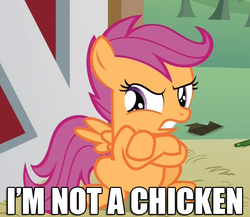 Size: 730x634 | Tagged: safe, scootaloo, chicken, g4, one bad apple, angry, image macro, joke, scootachicken, scootaloo is not amused