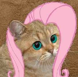 Size: 268x265 | Tagged: safe, fluttershy, cat, g4, photoshop