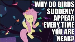 Size: 960x540 | Tagged: safe, edit, edited screencap, screencap, constance, fluttershy, bird, blue jay, pony, g4, my little pony: friendship is magic, sweet and elite, caption, close to you, eyes closed, female, image macro, mare, sitting in a tree, song reference, the carpenters