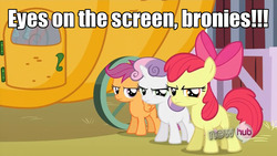 Size: 1269x716 | Tagged: safe, apple bloom, scootaloo, sweetie belle, g4, brony, caption, cutie mark crusaders, fourth wall, image macro, meme, stare