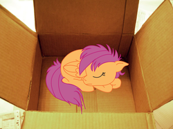 Size: 4292x3200 | Tagged: safe, artist:obi-wan-kepony, scootaloo, pony, fanfic:my little dashie, g4, cardboard box, irl, photo, ponies in real life, reference, sleeping, vector