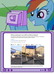 Size: 564x770 | Tagged: safe, rainbow dash, pony, zebra, g4, exploitable meme, irl, meme, news, photo, real pony, tv meme