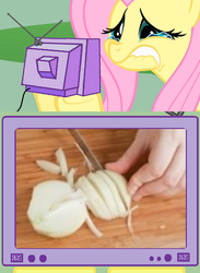 Size: 563x771 | Tagged: safe, fluttershy, pony, g4, crying, exploitable meme, fluttercry, food, meme, onion, photo, tv meme