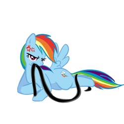 Size: 500x500 | Tagged: dead source, source needed, useless source url, safe, artist:chch, rainbow dash, pegasus, pony, g4, angry, askdrrnmsd, female, leash, looking at you, lying down, mare, simple background, solo, white background