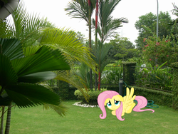 Size: 1024x768 | Tagged: safe, artist:valentinepegasus, fluttershy, pony, g4, irl, photo, ponies in real life, vector, yard