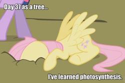 Size: 500x331 | Tagged: safe, edit, edited screencap, screencap, fluttershy, twilight sparkle, pegasus, pony, g4, female, fluttertree, image macro, mare, photosynthesis