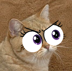 Size: 268x265 | Tagged: safe, cat, grafics, grafics cat, not sure if pony related, special eyes, starecat