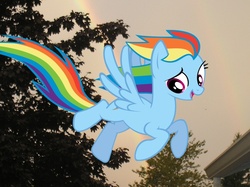 Size: 908x681 | Tagged: safe, artist:s-missile, rainbow dash, pegasus, pony, g4, flying, irl, open mouth, outdoors, photo, ponies in real life, smiling, solo, spread wings, vector, wings