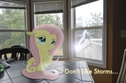 Size: 2464x1632 | Tagged: safe, artist:oppositebros, fluttershy, pegasus, pony, g4, cheek fluff, chest fluff, floppy ears, irl, lightning, photo, ponies in real life, raised hoof, sitting, solo, teary eyes, text, tiny, vector