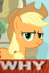 Size: 518x760 | Tagged: safe, applejack, earth pony, pony, g4, expand dong, exploitable meme, female, glare, glaring at you, image macro, looking at you, meme, reaction image, solo, tony kornheiser, why.jpg