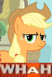 Size: 518x759 | Tagged: safe, applejack, earth pony, pony, g4, female, image macro, meme, solo, whah, why.jpg