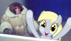 Size: 960x554 | Tagged: safe, derpy hooves, pegasus, pony, g4, female, ikea monkey, japanese macaque, mare